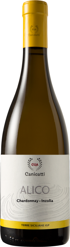 Alico Bianco 2024