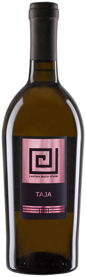 Taja Bianco 2024
